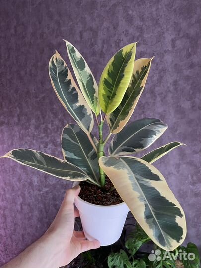 Фикус Тинеке