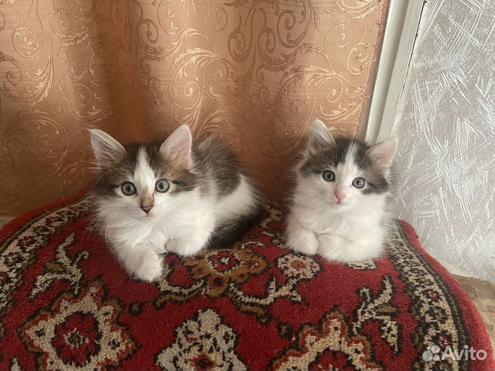 Кошки в добрые руки бесплатно