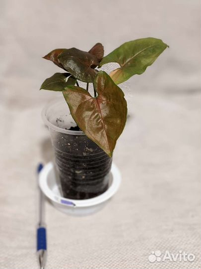 Комнатные домашние растения