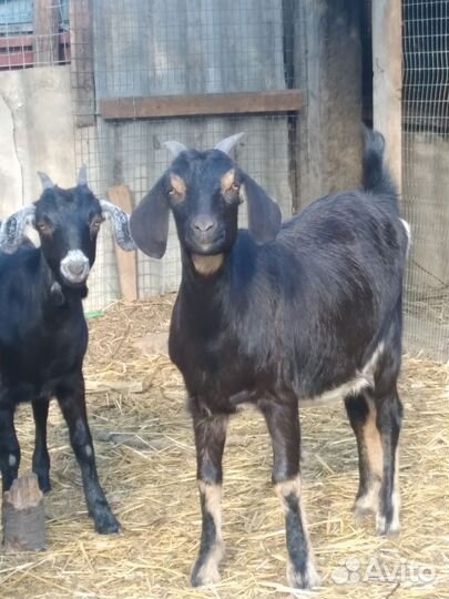 Нубийские козочки