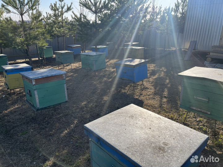 Улей с пчелами
