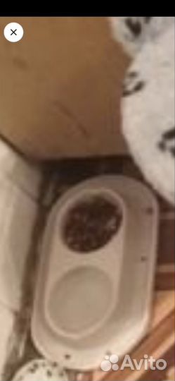 Шлейка с поводком для маленьких животных