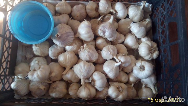 Чеснок яровой