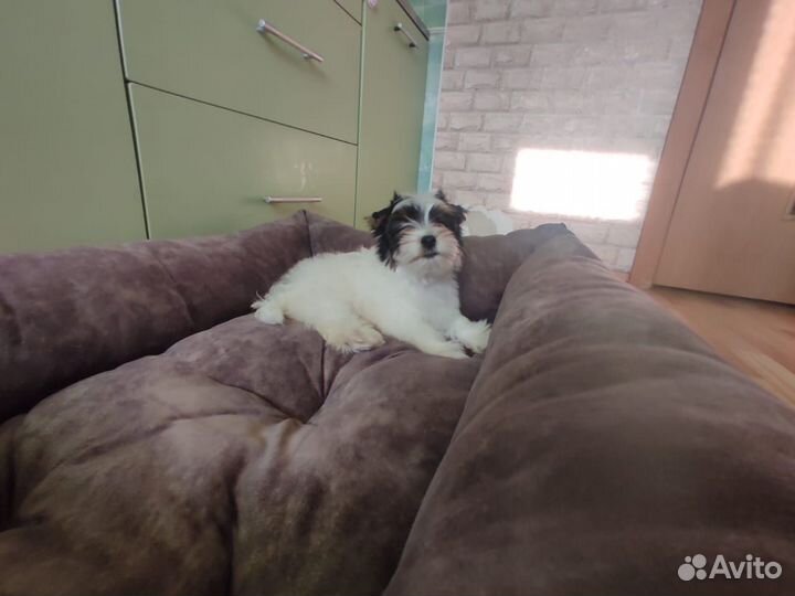 Бивер терьер