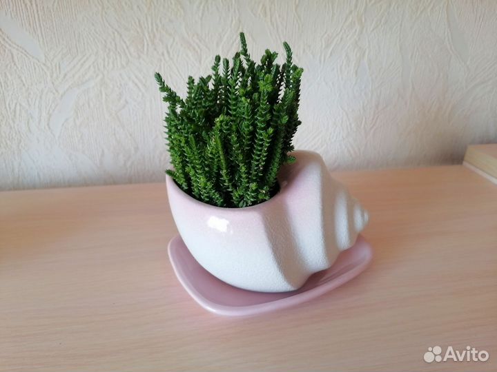 Крассула плауновидная