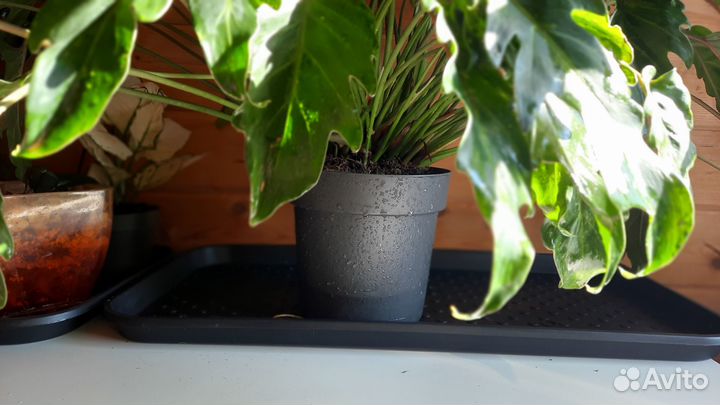 Филодендрон Ксанаду (с ароматом тропического леса)