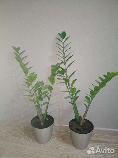 Замиокулькас