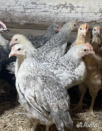 Цыплята разных возрастов мясояичной породы