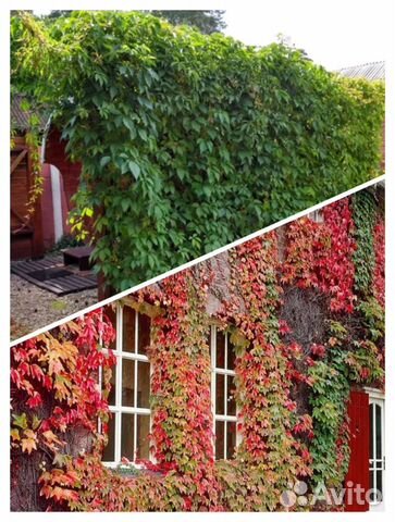 Дикий виноград / девичий виноград