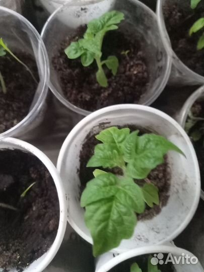 Рассада помидор черри