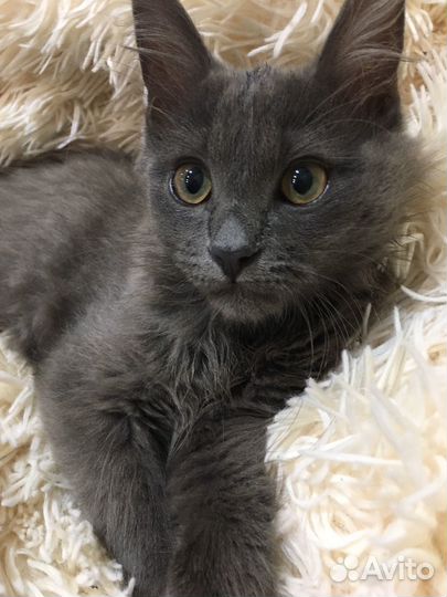 Русская голубая отдам в добрые руки)