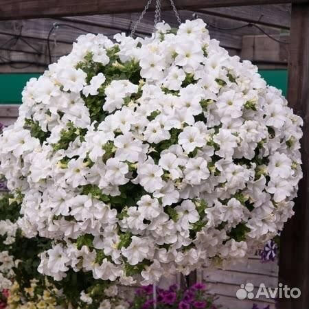 Вегетативная петуния