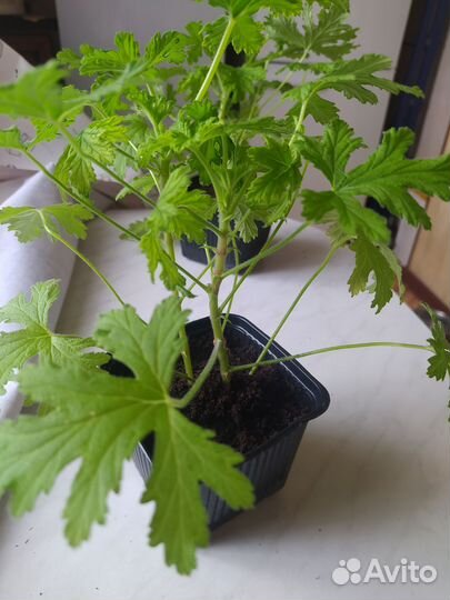 Герань душистая