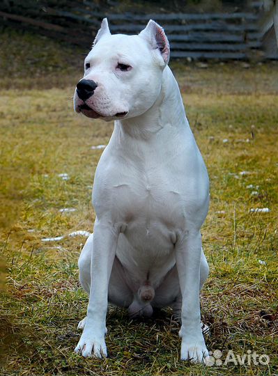 Щенки аргентинского дога