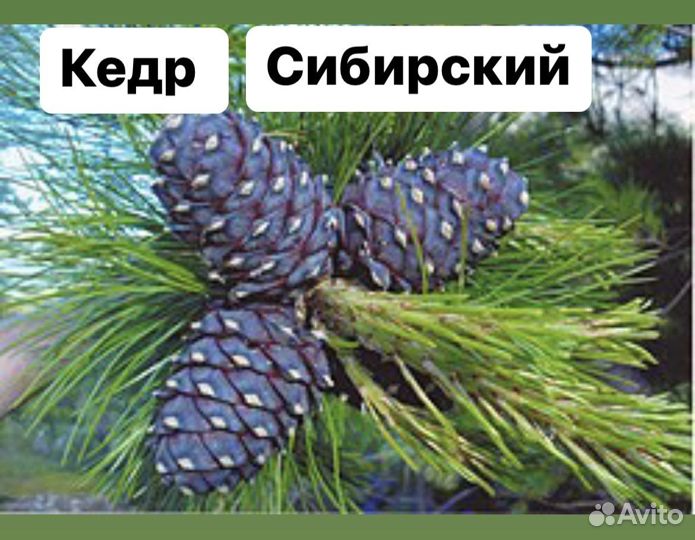 Кедр сибирский 30 см
