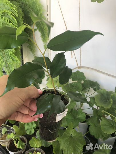 Сортовые фикусы