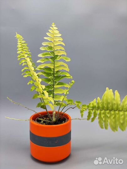 Нефролепис вариегатный, Nefrolepis exaltata