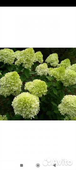 Гортензия метельчатая