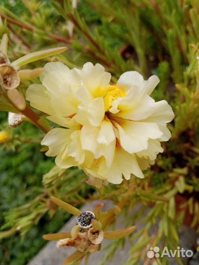 Портулак семена