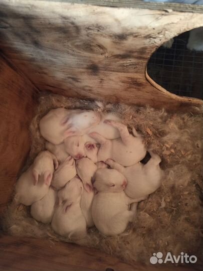 Кролики белый паннон