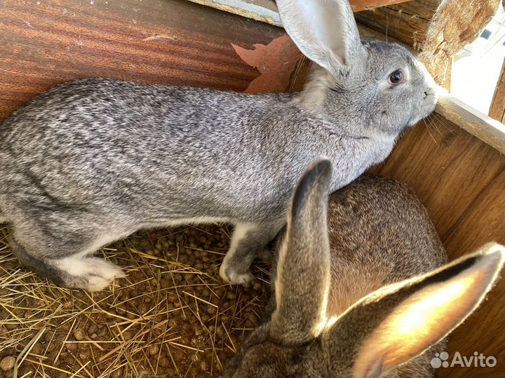 Кролики (великаны) мясных пород