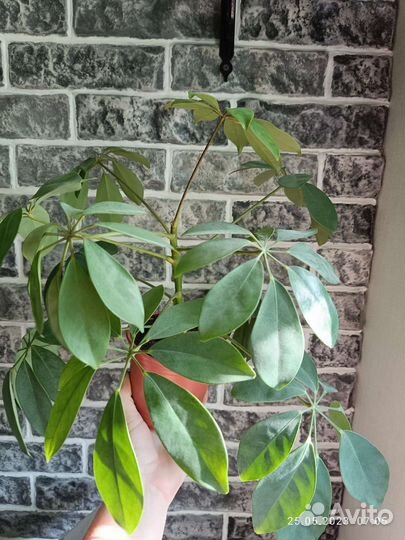 Комнатные цветы шефлера