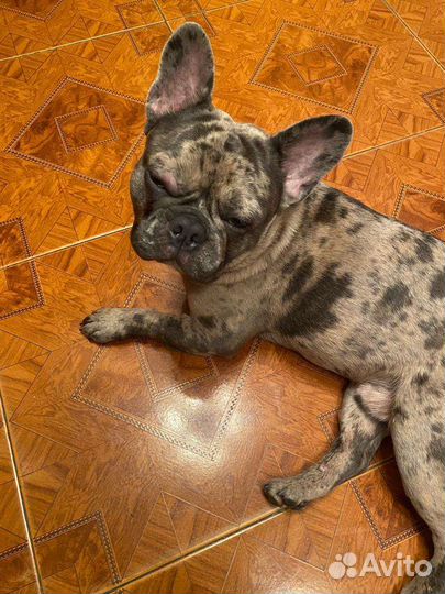 Французский бульдог голубой вязка