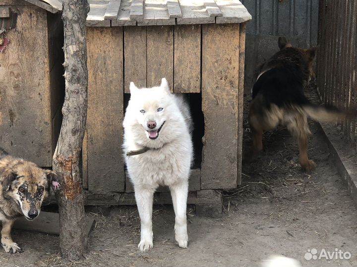 Помесь хаски