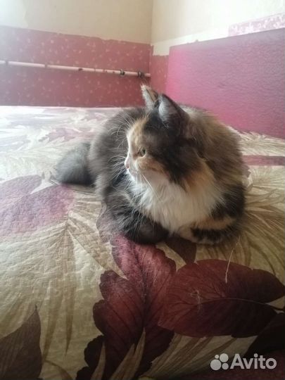 Кошка в дар бесплатно в добрые руки