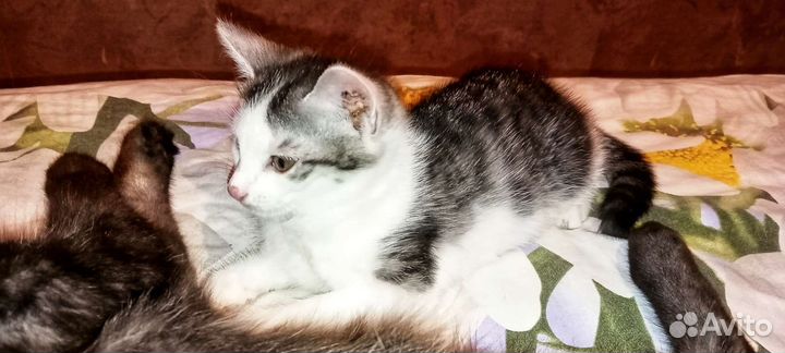 Котёнок в добрые руки