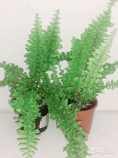 Папоротники нефролеписы