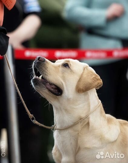 Лабрадор ретривер