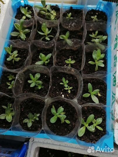 Рассада цветы петуния