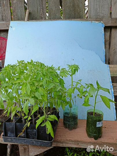 Рассада помидор и перцев