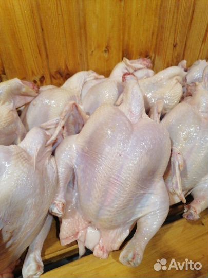 Мясо домашнего бройлера