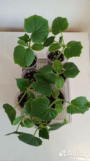 Рассада огурцов