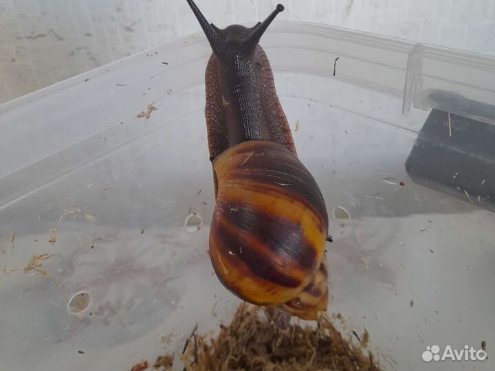 Улитки разных видов