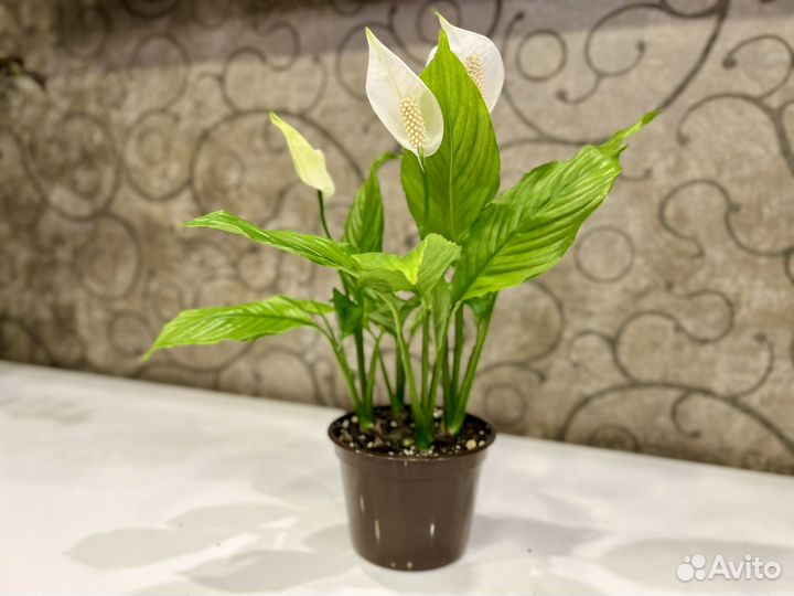 Спатифилум цветок женское счастье