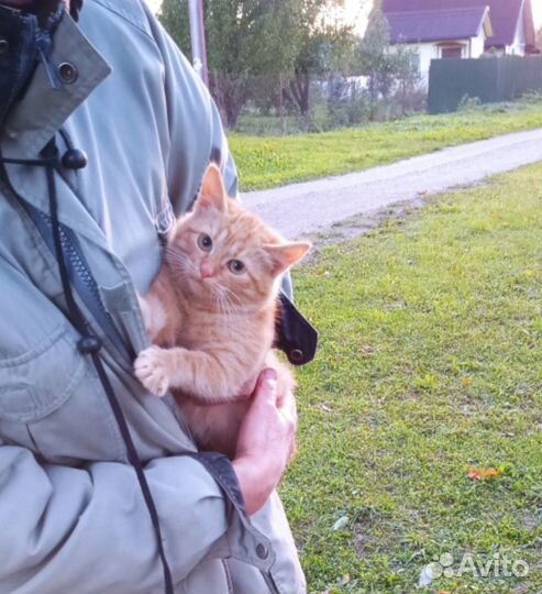 Котята ищут дом