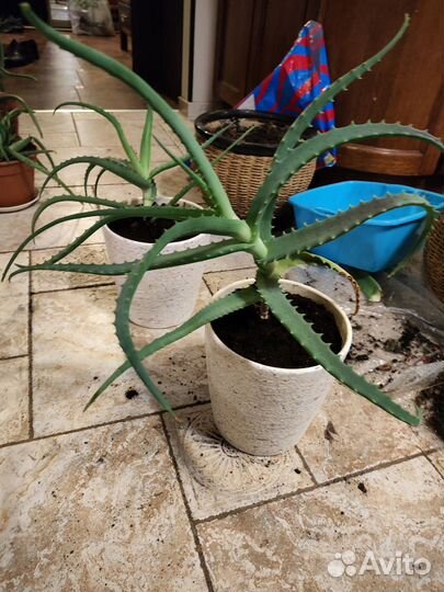 Алоэ столетник двухлетний