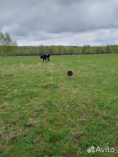 Бордер колли