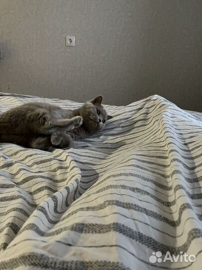 Британская кошка