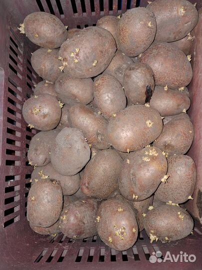 Семенной картофель