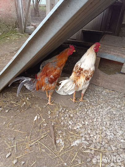 Молодые петухи