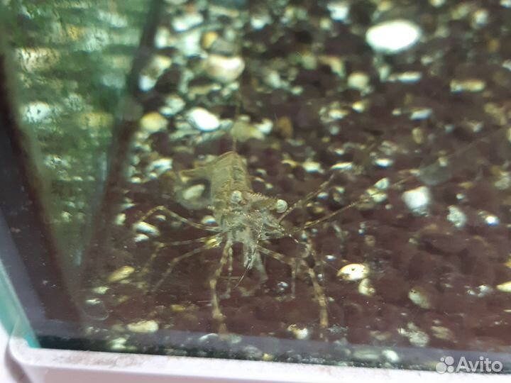 Кольцерукая креветка макробрахиум