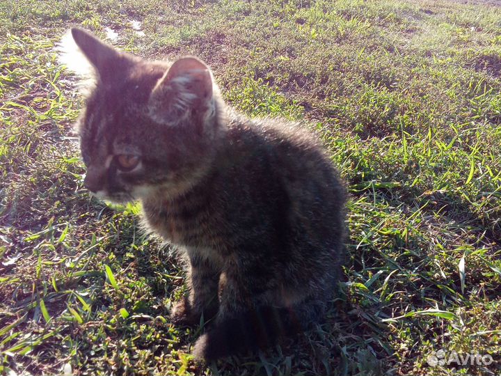 Продам котёнка мальчик примерно 3 месяца