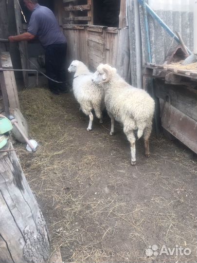 Овцы бараны
