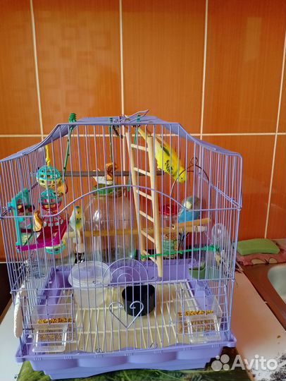 Продам попугаев волнистых,с клеткой