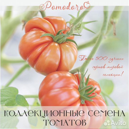Коллекционные семена томатов