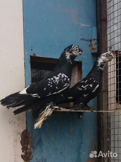 Продажа голубей